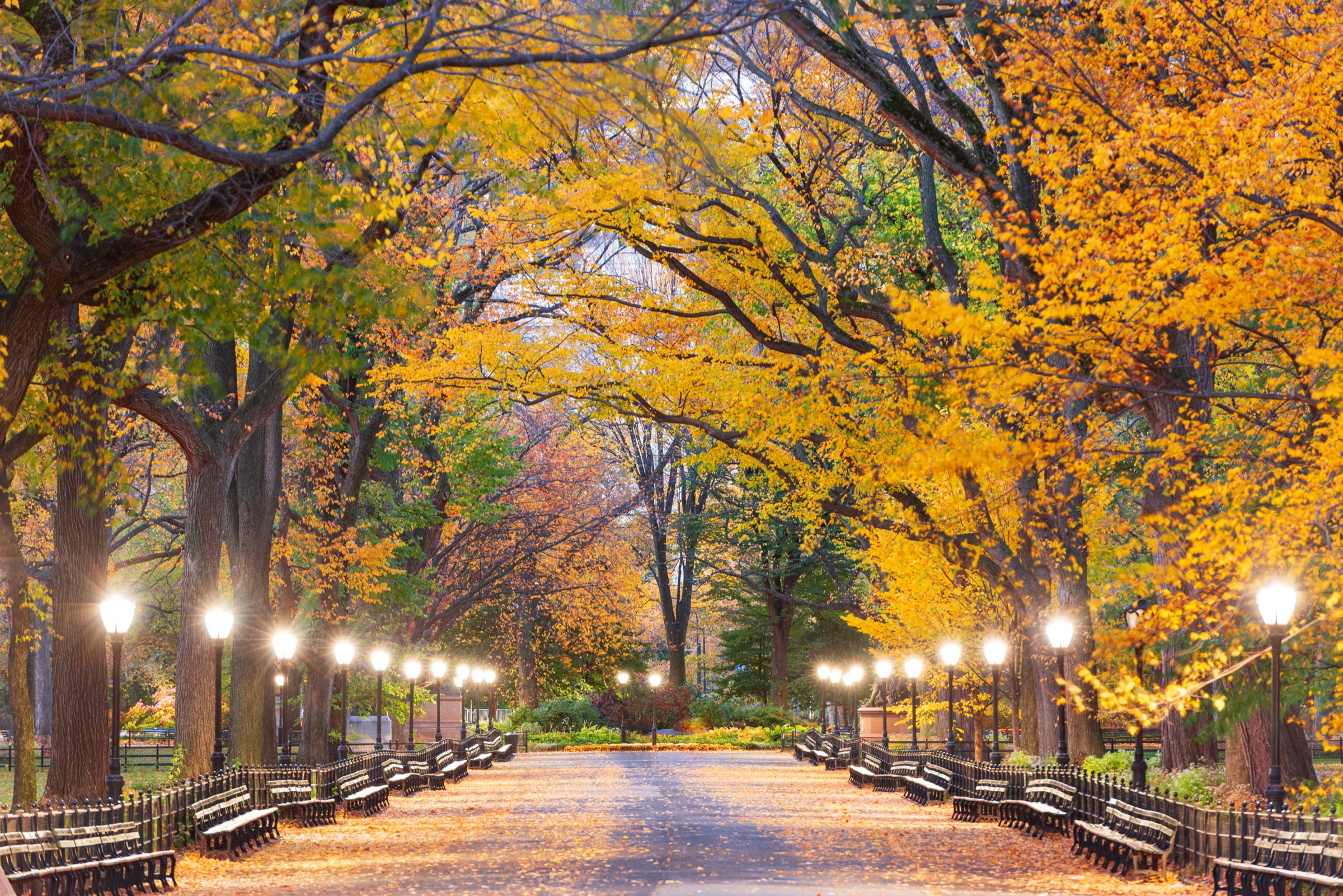 The Mall's elm canopy closing over the straight promenade in Central Park