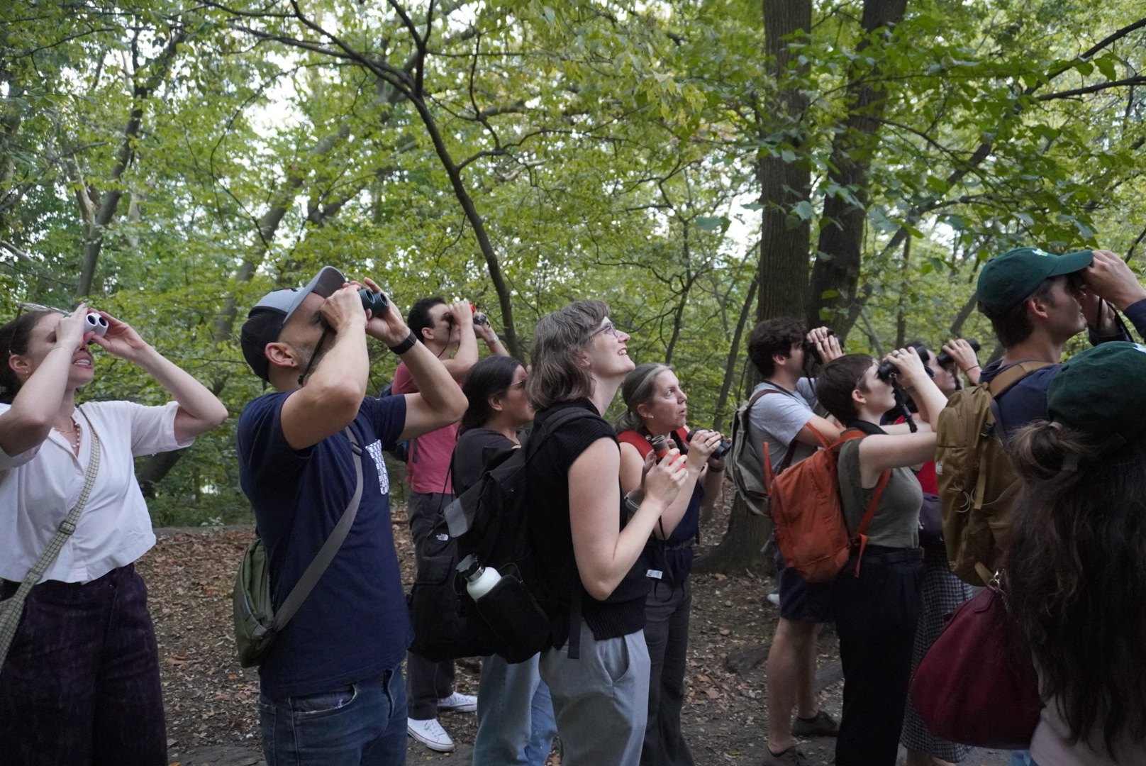 Birders raising binoculars to the canopy on an NYC Bird Alliance walk in the Ramble