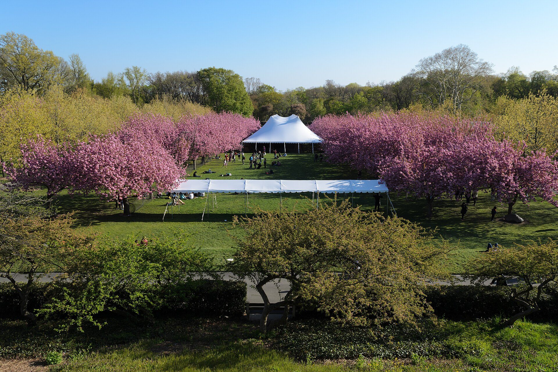 Kanzan cherry trees in full pink bloom lining the lawn of the Cherry Esplanade at Brooklyn Botanic Garden