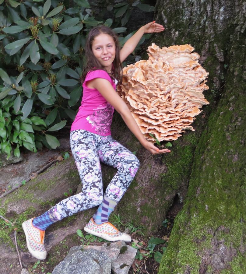 Violet Brill beside a huge chicken-of-the-woods mushroom