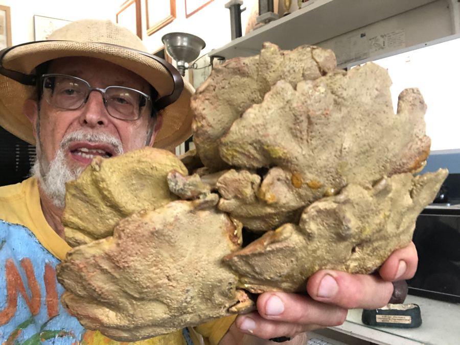 "Wildman" with a chicken-of-the-woods mushroom