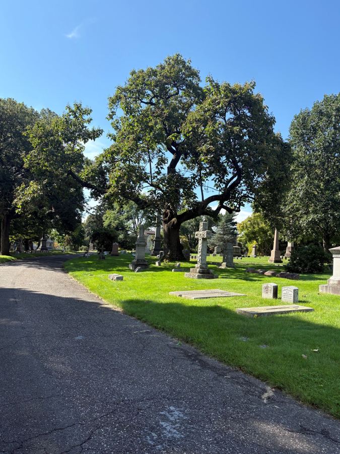 The empress tree and lawns at Woodlawn in September