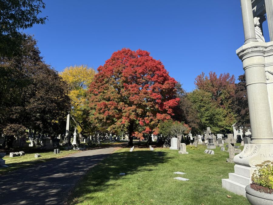 A red maple in full autumn color among the monuments and lawns of Woodlawn Cemetery in the Bronx