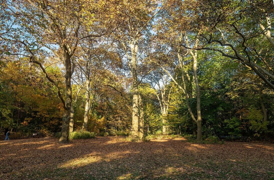 Tupelo Meadow in Central Park's Ramble in autumn, with trees turning gold and red around the clearing