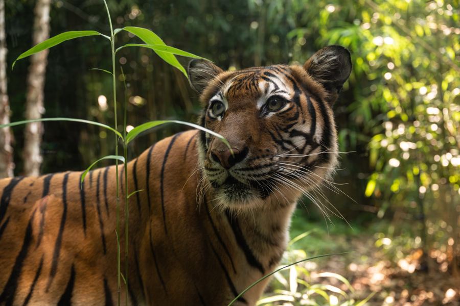 Nadia, a Malayan tiger, at the Bronx Zoo