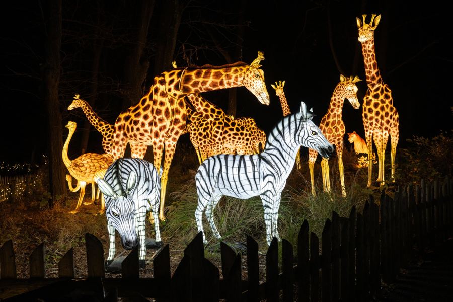 Lantern giraffes and zebras at Holiday Lights at the Bronx Zoo
