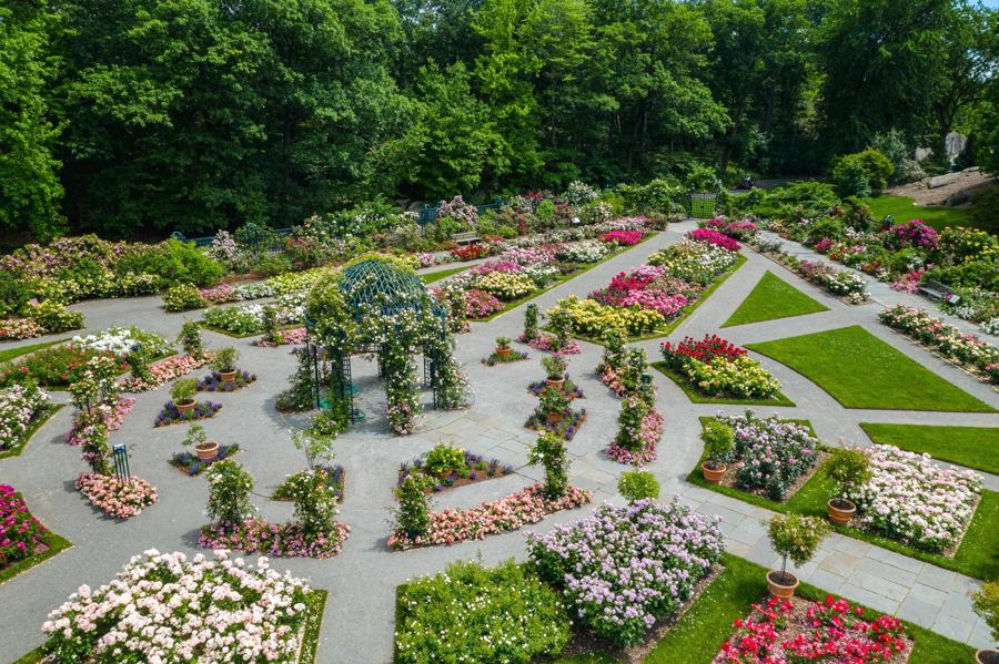 The Peggy Rockefeller Rose Garden from above, its beds in full bloom around a central gazebo