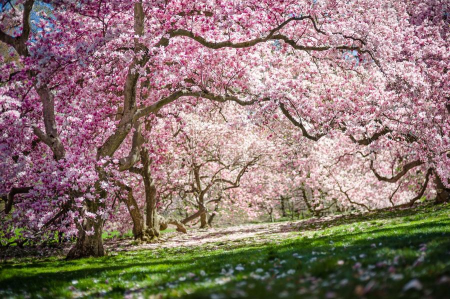 Magnolia trees in full pink bloom arching over the lawn