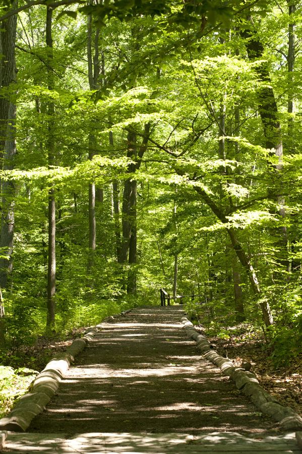 A path through the green canopy of the Thain Family Forest