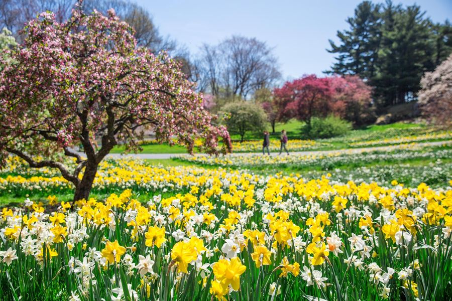 Daffodil Hill in spring, yellow and white daffodils under flowering trees
