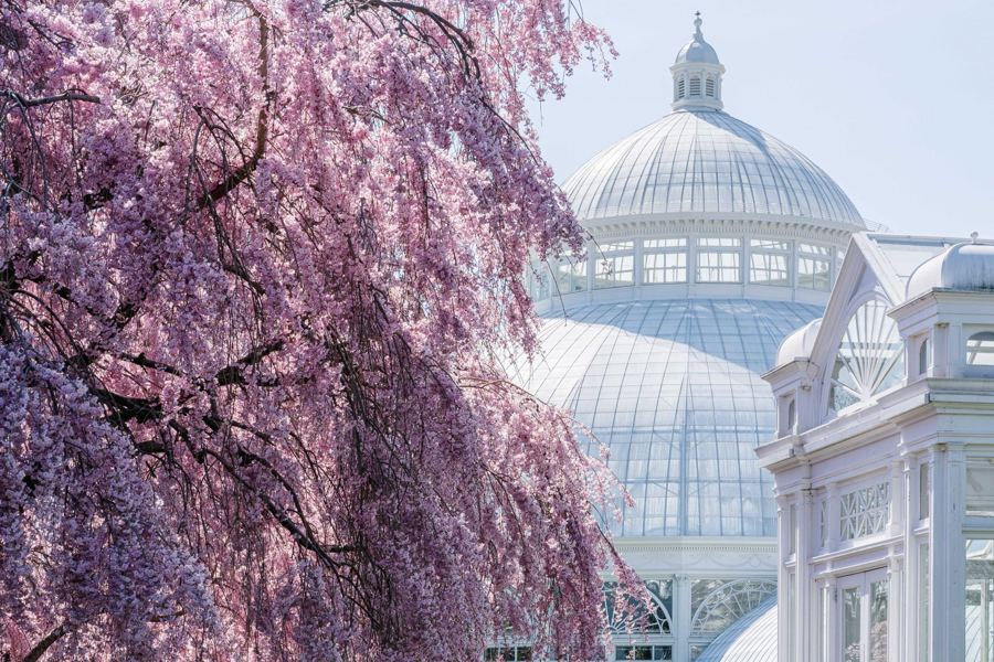 The white glass dome of the Enid A. Haupt Conservatory framed by a pink weeping cherry in bloom
