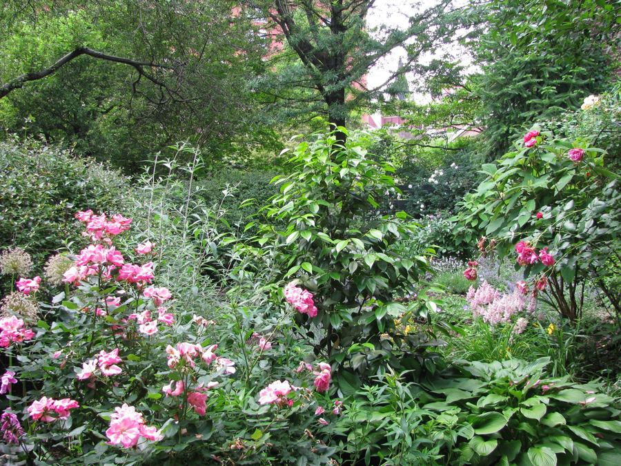 Pink roses and flowering shrubs in bloom in the garden of the Church of St. Luke in the Fields in the West Village