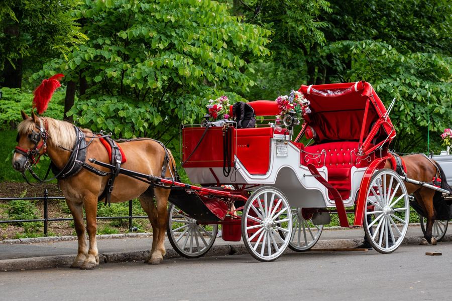 A red-and-white carriage and its horse waiting at the edge of Central Park under green trees